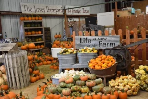 It's Pumpkin Patch Season!