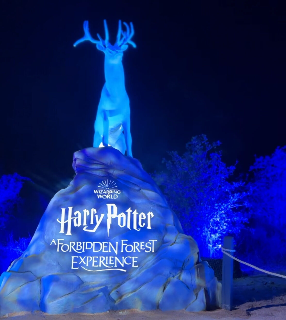 Harry Potter: A Forbidden Forest Experience in Austin